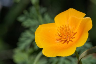 Açan bir Kaliforniya gelinciğine (eschscholzia calizina) yakın çekim