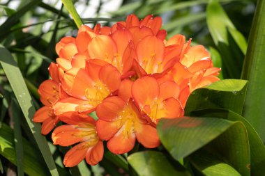 Çalı zambaklarının (clivia miniata) çiçekleri çiçek açarken kapat