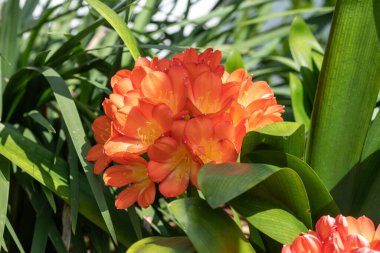 Çalı zambaklarının (clivia miniata) çiçekleri çiçek açarken kapat