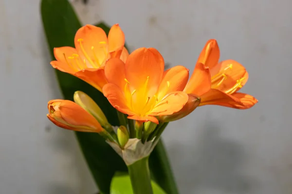 Närbild Buske Lilja Clivia Miniata Blommor Blom — Stockfoto