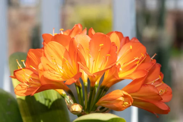 Közelről Natális Liliom Clivia Miniata Virágok Virágzik — Stock Fotó