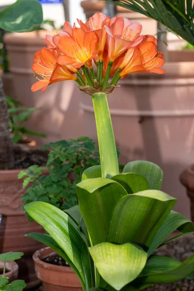 stock image Close up of natal lily (clivia miniata) flowers in bloom