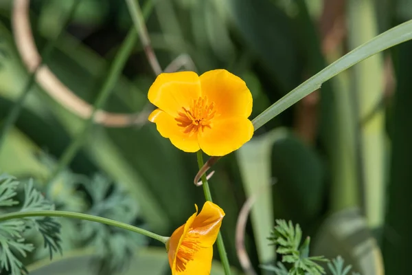 Primer Plano Una Amapola California Eschscholzia Californica Flor — Foto de Stock