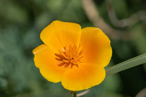 Nahaufnahme Eines Kalifornischen Mohns Eschscholzia Californica Voller Blüte — Stockfoto