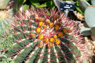 Ferocactus haemacanthus kaktüsünün kapağı.