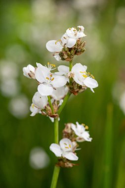 Çiçek açmış bir libertia görkemli çiçeğine yaklaş