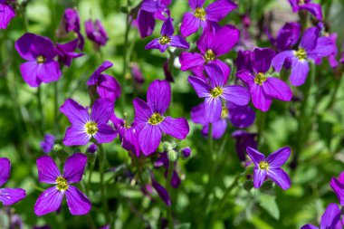 Çiçekler açan leylak çalısı (aubrieta deltoidea)