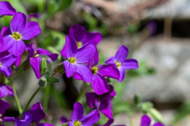 Duvarda büyüyen leylek (aubrieta deltoidea) çiçekleri