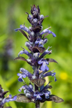 Çiçek açmış bir borazanın (ajuga reptans) kapanışı
