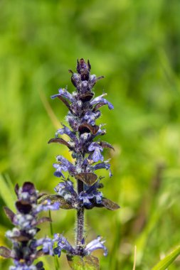Çiçek açmış bir borazanın (ajuga reptans) kapanışı