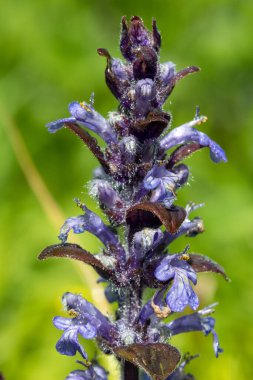 Çiçek açmış bir borazanın (ajuga reptans) kapanışı