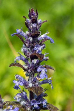 Çiçek açmış bir borazanın (ajuga reptans) kapanışı