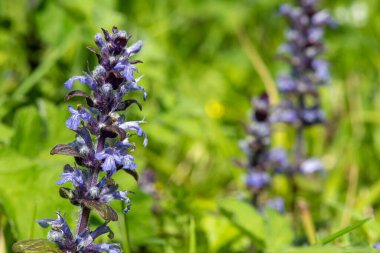 Çiçek açmış bir borazanın (ajuga reptans) kapanışı