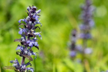 Çiçek açmış bir borazanın (ajuga reptans) kapanışı