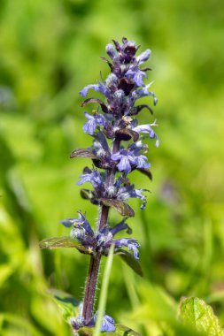 Çiçek açmış bir borazanın (ajuga reptans) kapanışı