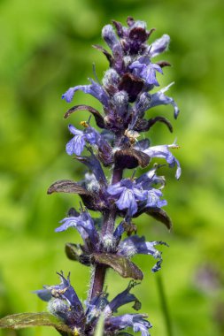 Çiçek açmış bir borazanın (ajuga reptans) kapanışı