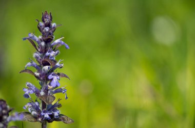 Çiçek açmış bir borazanın (ajuga reptans) kapanışı