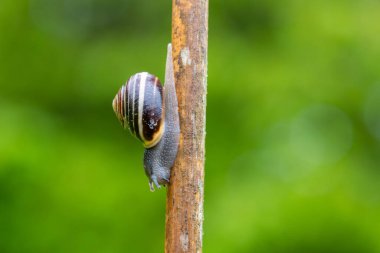 Bahçedeki bambu bir baston üzerinde bantlı bir salyangoz (capaea hortensis) yakın çekim