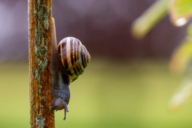 Bahçedeki bambu bir baston üzerinde bantlı bir salyangoz (capaea hortensis) yakın çekim