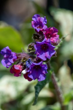 Yaygın akciğer otu (pulmonarya officinalis) çiçeklerinin açılışını kapat