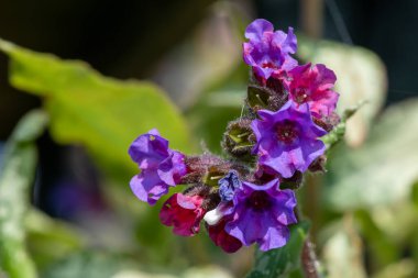 Yaygın akciğer otu (pulmonarya officinalis) çiçeklerinin açılışını kapat