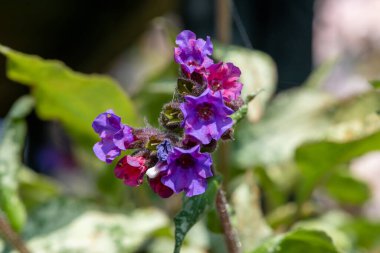 Yaygın akciğer otu (pulmonarya officinalis) çiçeklerinin açılışını kapat