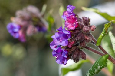 Yaygın akciğer otu (pulmonarya officinalis) çiçeklerinin açılışını kapat