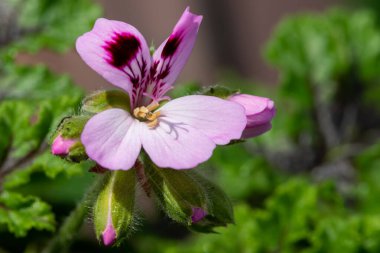 Bir kraliyet meşe yaprağı sardunyası (pelargonyum quercifolium) çiçeğinin makro çekimi