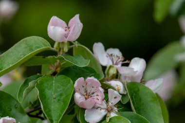 Ayva üzerindeki pembe çiçekleri kapat (cydonia oblonga) 