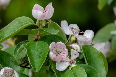 Ayva üzerindeki pembe çiçekleri kapat (cydonia oblonga) 