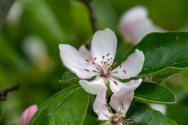 Ayva üzerindeki pembe çiçeğin makro görüntüsü (cydonia oblonga) 