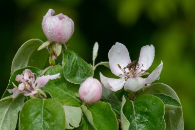 Ayva üzerindeki pembe çiçekleri kapat (cydonia oblonga) 