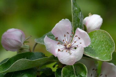 Ayva üzerindeki pembe çiçeğin makro görüntüsü (cydonia oblonga) 