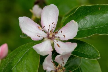 Ayva üzerindeki pembe çiçeğin makro görüntüsü (cydonia oblonga) 