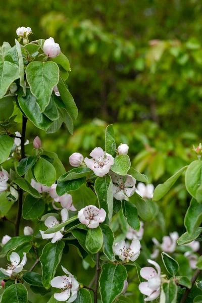 Zblízka Růžové Květy Quince Cydonia Oblonga Strom Květu — Stock fotografie