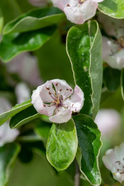 stock image Close up of pink flowers on a quince (cydonia oblonga) tree in bloom