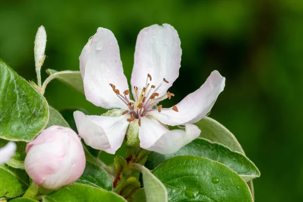 Ayva üzerindeki pembe çiçeğin makro görüntüsü (cydonia oblonga) 