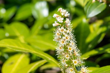 Çiçekler açan İngiliz defne (prunus laurocerasus) çiçeklerini kapat