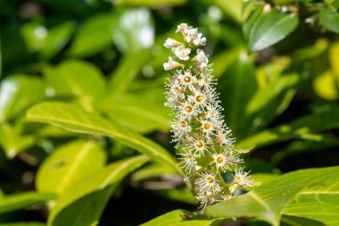 Çiçekler açan İngiliz defne (prunus laurocerasus) çiçeklerini kapat