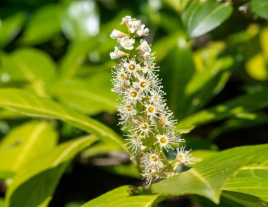 Çiçekler açan İngiliz defne (prunus laurocerasus) çiçeklerini kapat