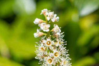 Çiçekler açan İngiliz defne (prunus laurocerasus) çiçeklerini kapat