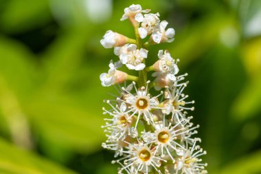 Çiçekler açan İngiliz defne (prunus laurocerasus) çiçeklerini kapat