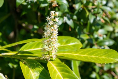 Çiçekler açan İngiliz defne (prunus laurocerasus) çiçeklerini kapat