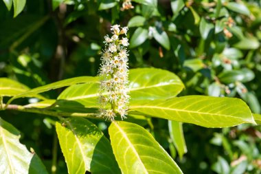 Çiçekler açan İngiliz defne (prunus laurocerasus) çiçeklerini kapat