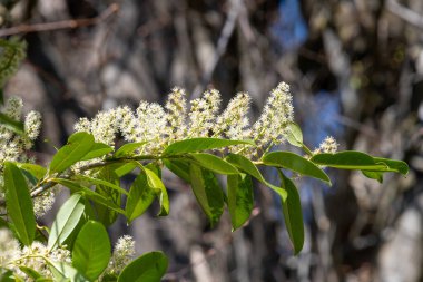 Çiçekler açan İngiliz defne (prunus laurocerasus) çiçeklerini kapat