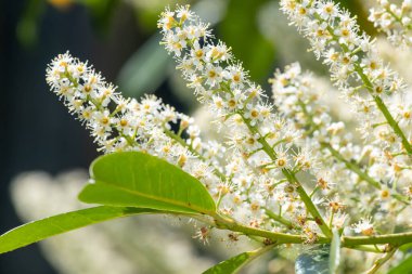 Çiçekler açan İngiliz defne (prunus laurocerasus) çiçeklerini kapat