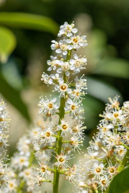 Çiçekler açan İngiliz defne (prunus laurocerasus) çiçeklerini kapat