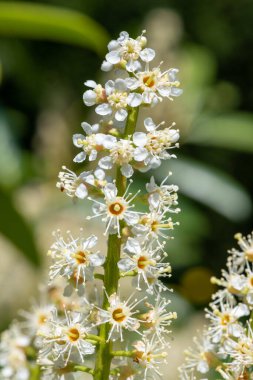 Çiçekler açan İngiliz defne (prunus laurocerasus) çiçeklerini kapat