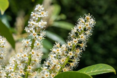 Çiçekler açan İngiliz defne (prunus laurocerasus) çiçeklerini kapat