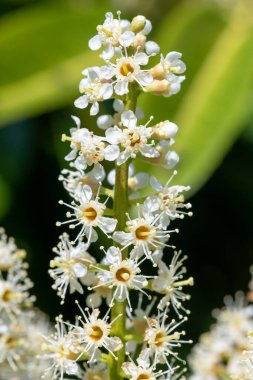 Çiçekler açan İngiliz defne (prunus laurocerasus) çiçeklerini kapat